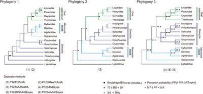 Comparative mitogenomic analyses provide evolutionary insights into the retrolateral tibial apophysis clade (Araneae: Entelegynae)